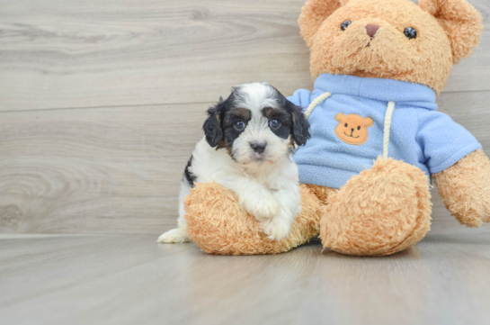 Cavapoo Pup Being Cute