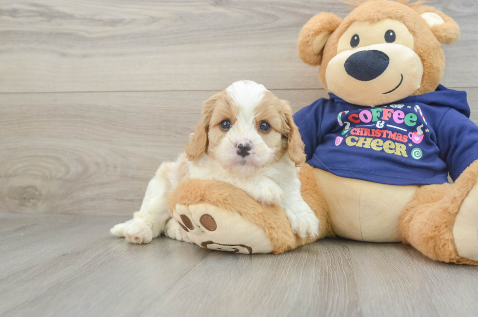 5 week old Cavapoo Puppy For Sale - Simply Southern Pups