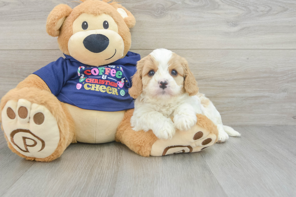 Energetic Cavoodle Poodle Mix Puppy