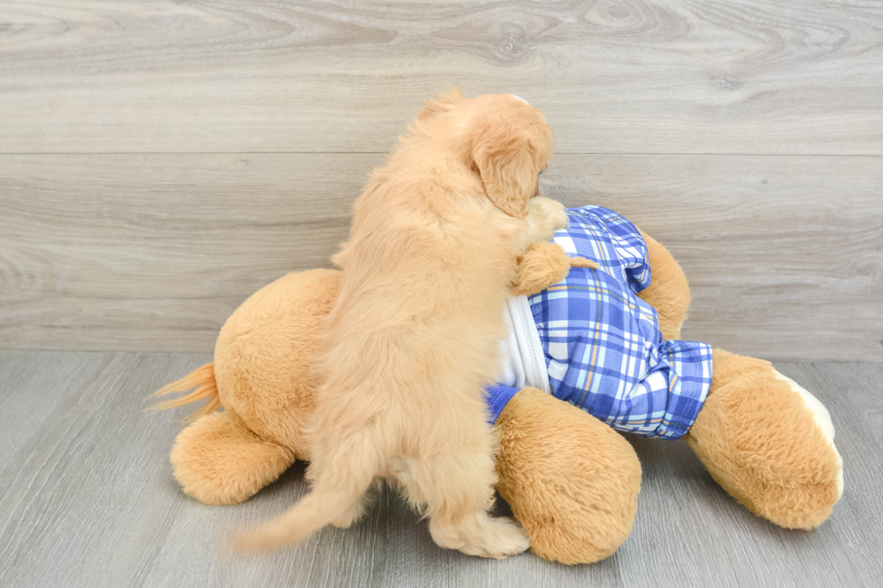 Petite Cavapoo Poodle Mix Pup