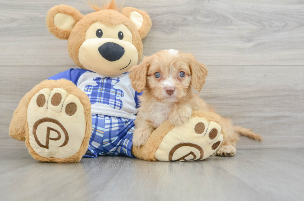 7 week old Cavapoo Puppy For Sale - Simply Southern Pups