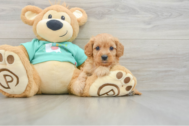 Energetic Cavoodle Poodle Mix Puppy