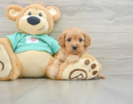 7 week old Cavapoo Puppy For Sale - Simply Southern Pups