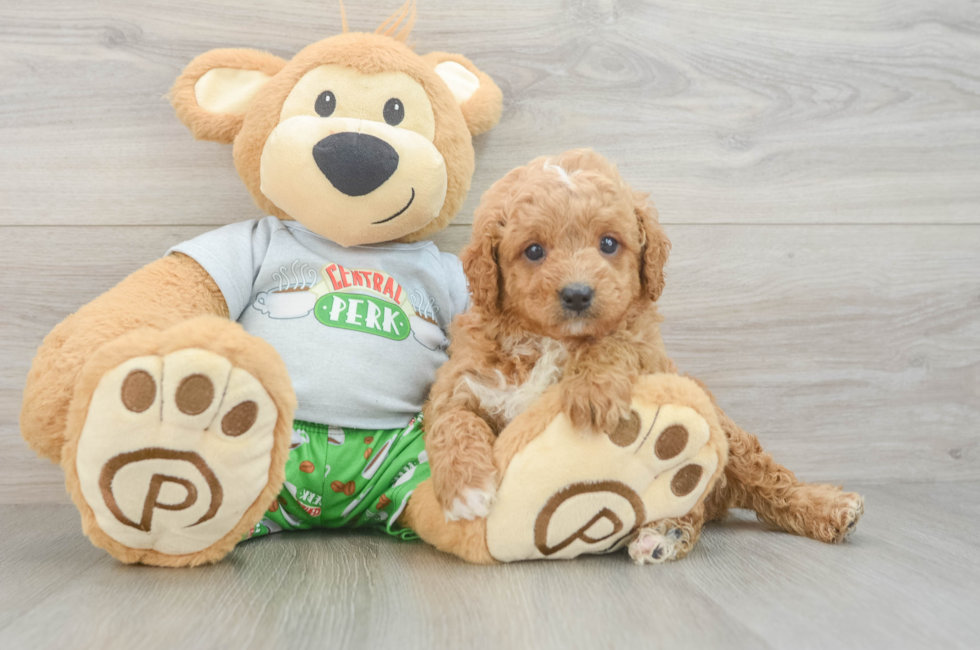 6 week old Cavapoo Puppy For Sale - Simply Southern Pups