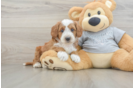 Best Cavapoo Baby