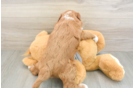 Best Cavapoo Baby