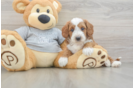 Best Cavapoo Baby
