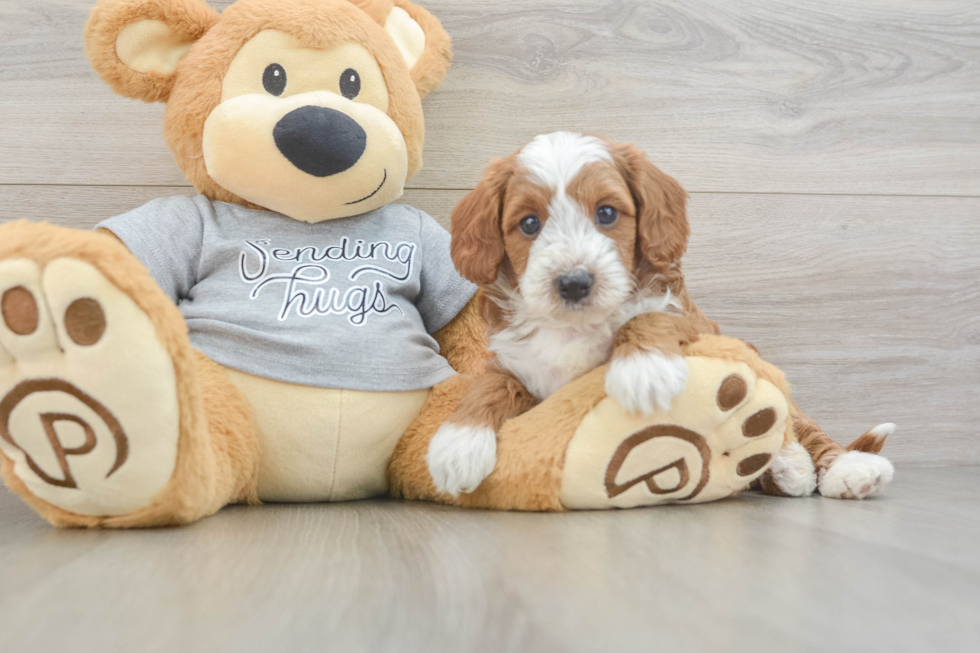 Best Cavapoo Baby