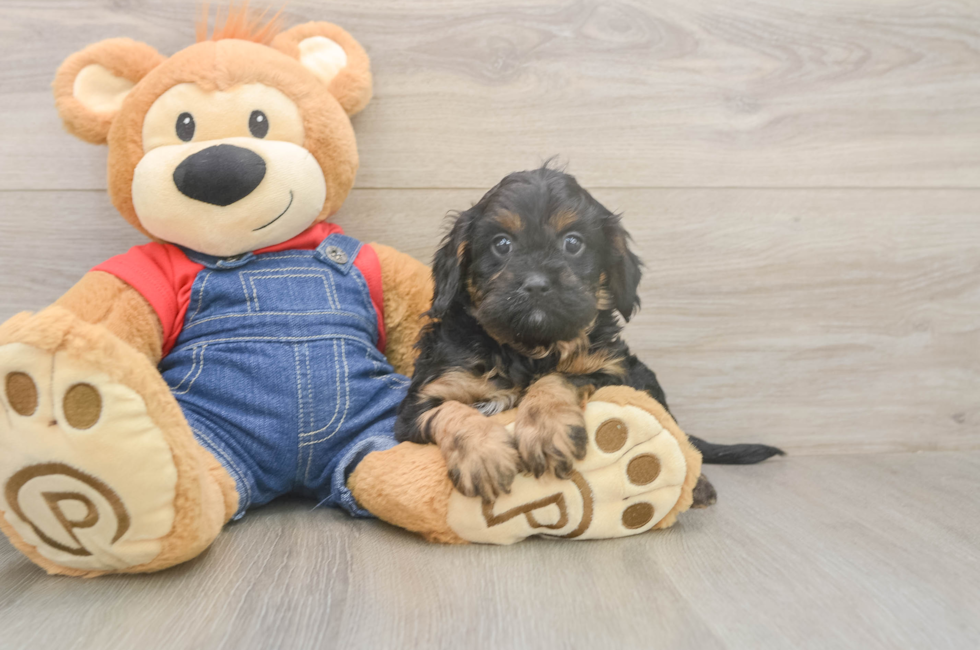 5 week old Cavapoo Puppy For Sale - Simply Southern Pups