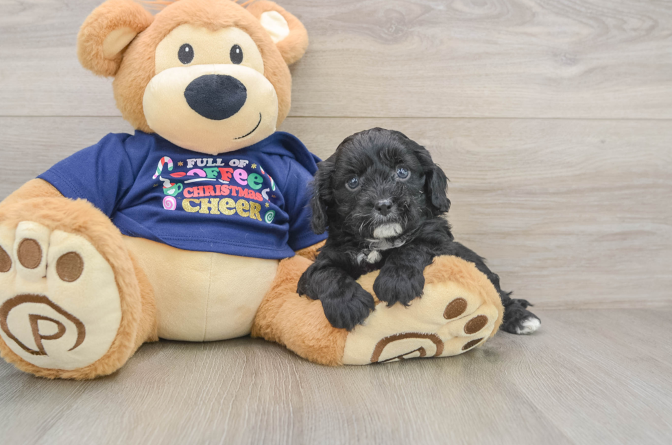 5 week old Cavapoo Puppy For Sale - Simply Southern Pups