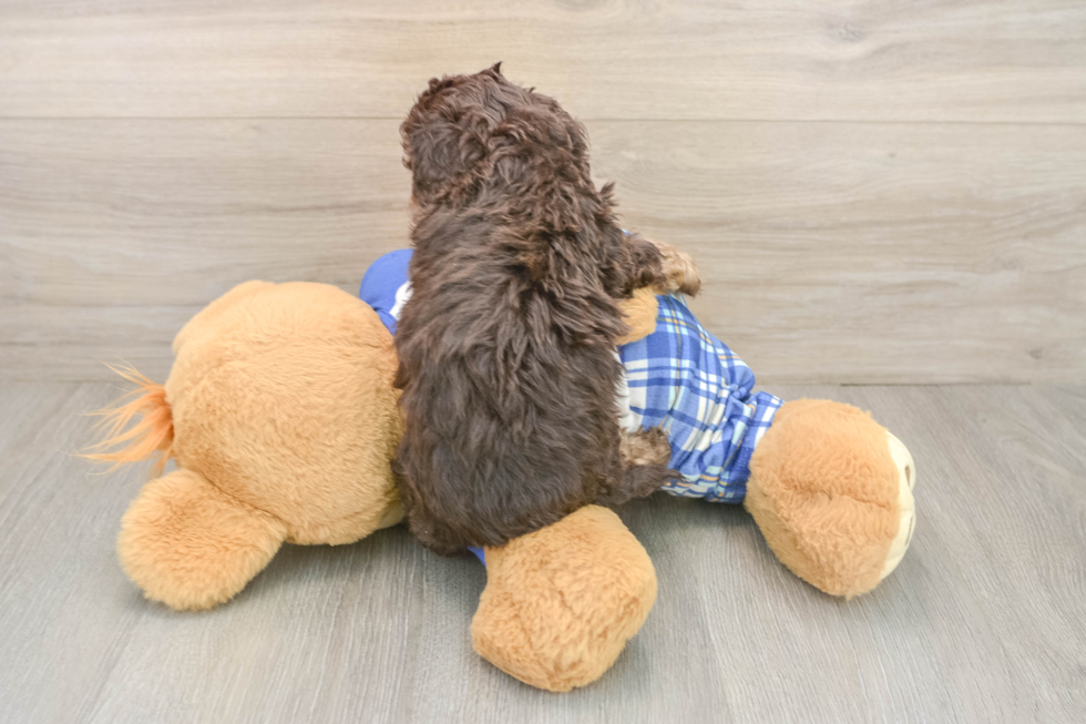 Cavapoo Puppy for Adoption