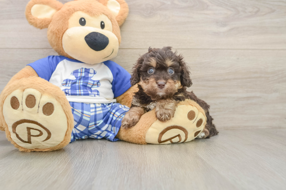 Cavapoo Pup Being Cute
