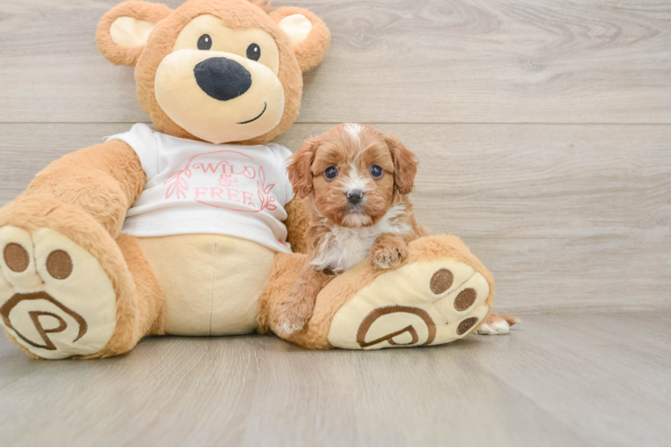Popular Cavapoo Poodle Mix Pup