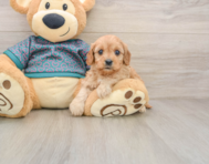 8 week old Cavapoo Puppy For Sale - Simply Southern Pups