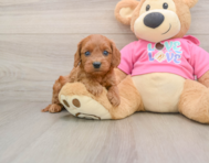 7 week old Cavapoo Puppy For Sale - Simply Southern Pups