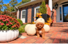 Best Cavapoo Baby