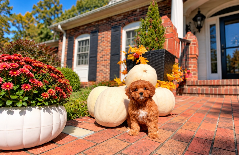Best Cavapoo Baby