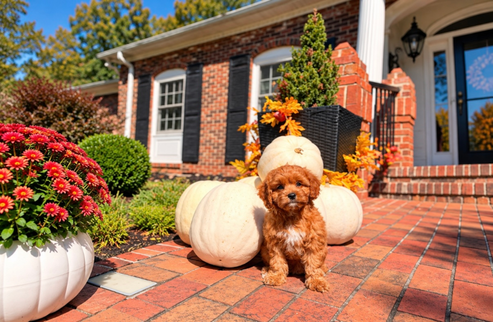 Cute Cavapoo Poodle Mix Pup