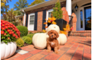 Cavapoo Pup Being Cute