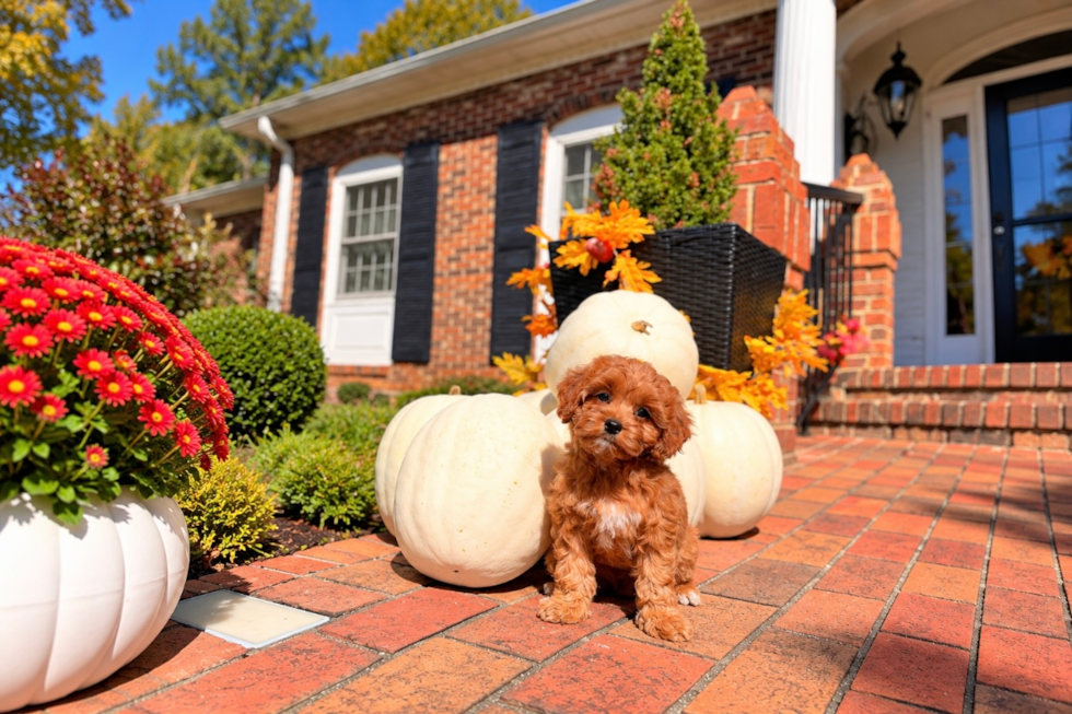 Cavapoo Pup Being Cute