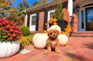 Best Cavapoo Baby