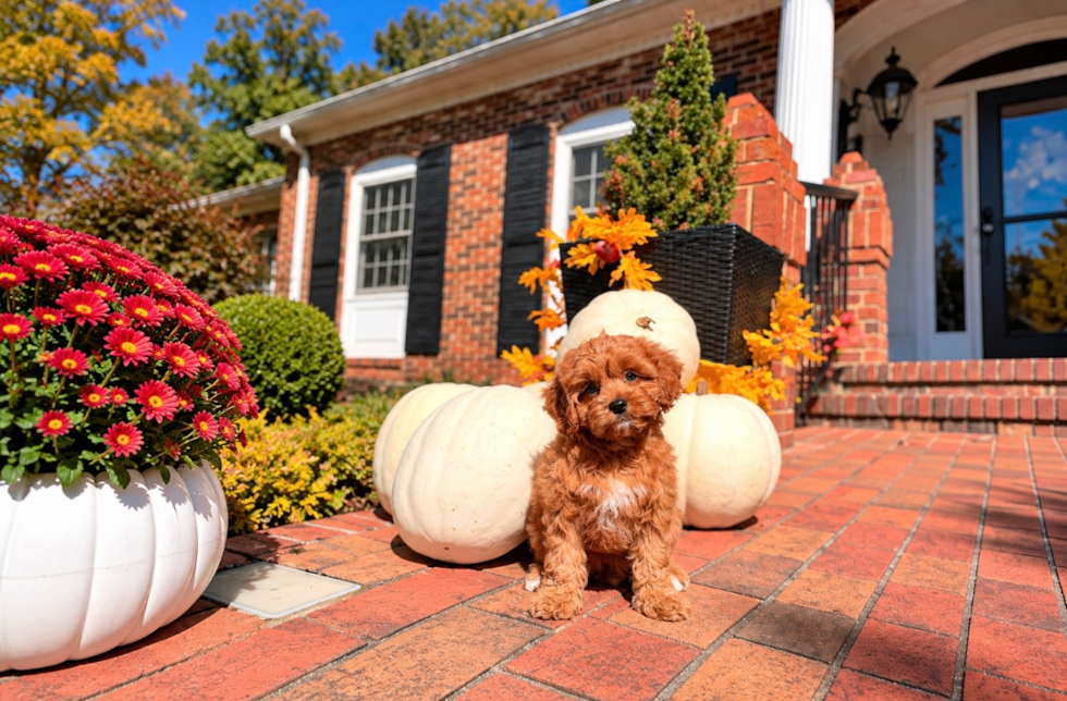 Best Cavapoo Baby