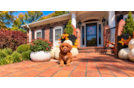 Best Cavapoo Baby