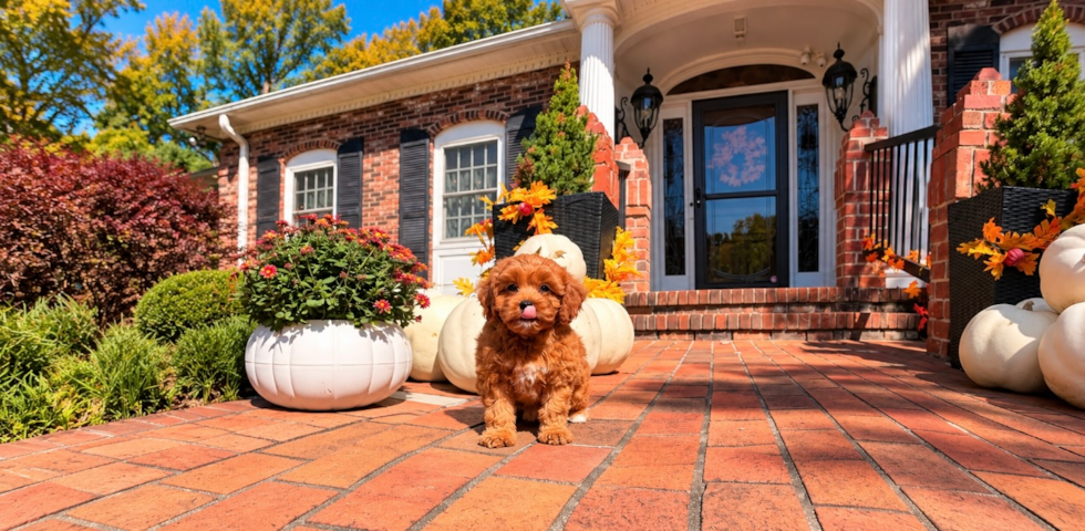 Best Cavapoo Baby