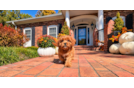 Cute Cavoodle Poodle Mix Puppy