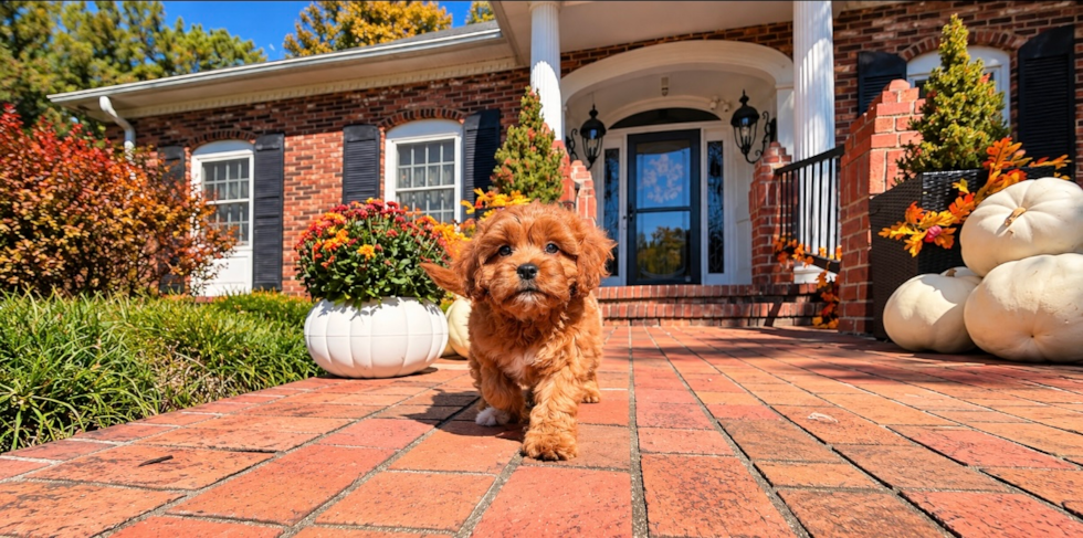 Cute Cavoodle Poodle Mix Puppy