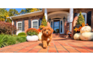 Cavapoo Pup Being Cute