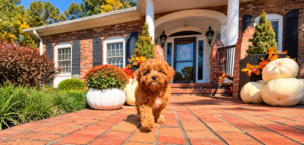 Cavapoo Pup Being Cute