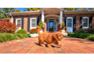 Cute Cavadoodle Poodle Mix Puppy