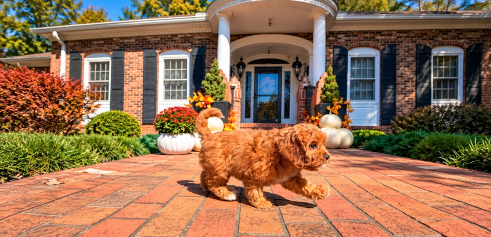 Cute Cavadoodle Poodle Mix Puppy