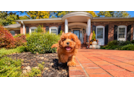 Cavapoo Puppy for Adoption
