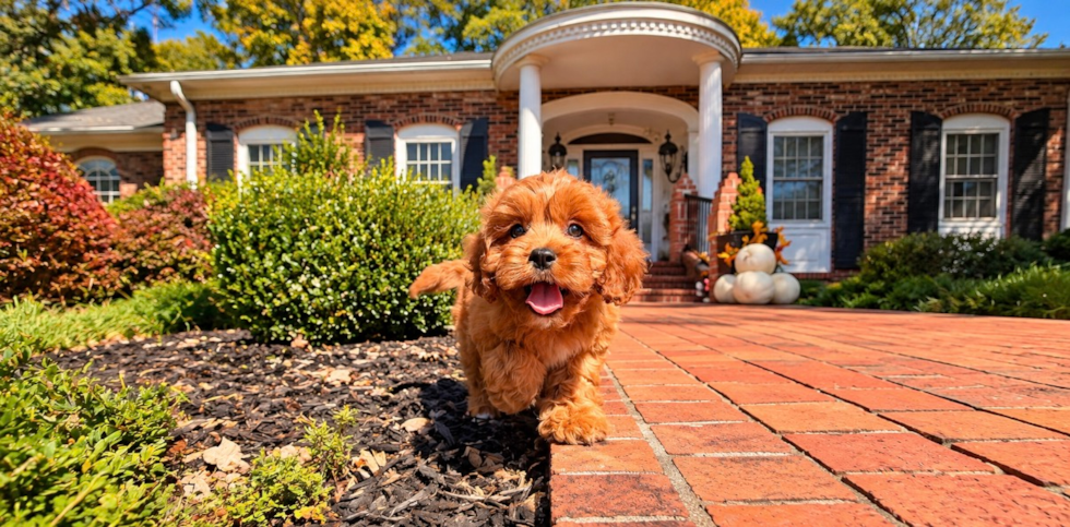 Cavapoo Puppy for Adoption