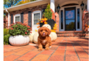 Cavapoo Pup Being Cute