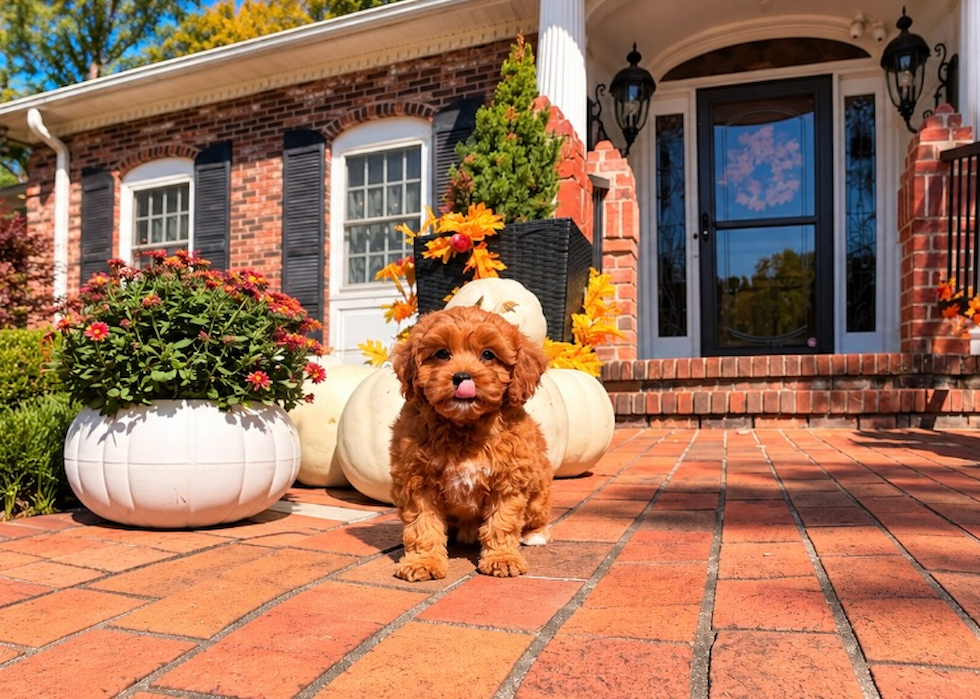 Cavapoo Pup Being Cute