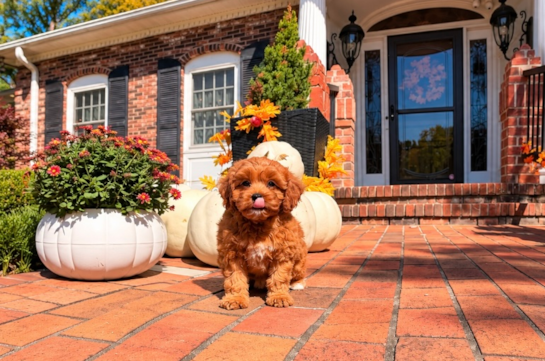 Cavapoo Pup Being Cute