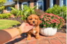 Cavapoo Pup Being Cute