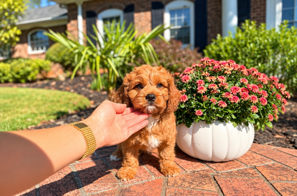 Cavapoo Pup Being Cute