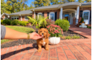 Cavapoo Pup Being Cute