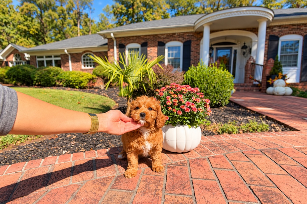 Cavapoo Pup Being Cute