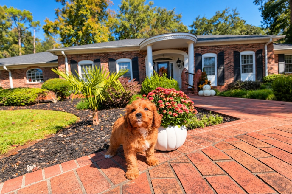 Cavapoo Pup Being Cute