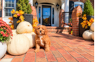 Best Cavapoo Baby