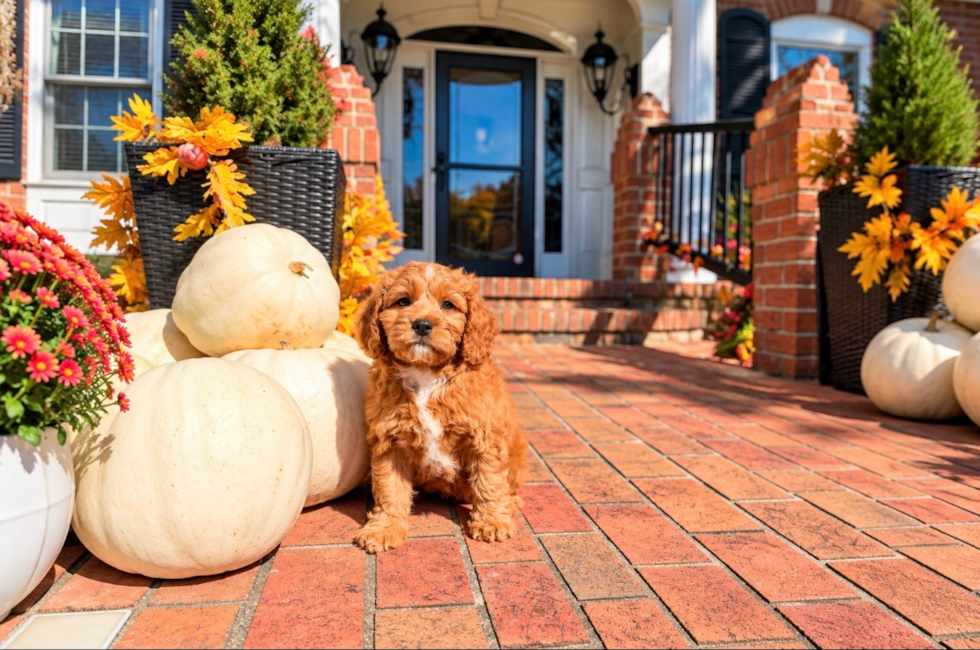 Best Cavapoo Baby