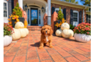 Cavapoo Pup Being Cute