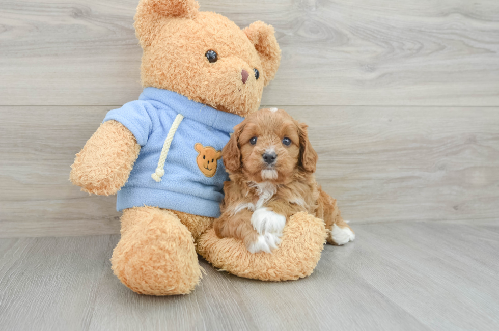 5 week old Cavapoo Puppy For Sale - Simply Southern Pups