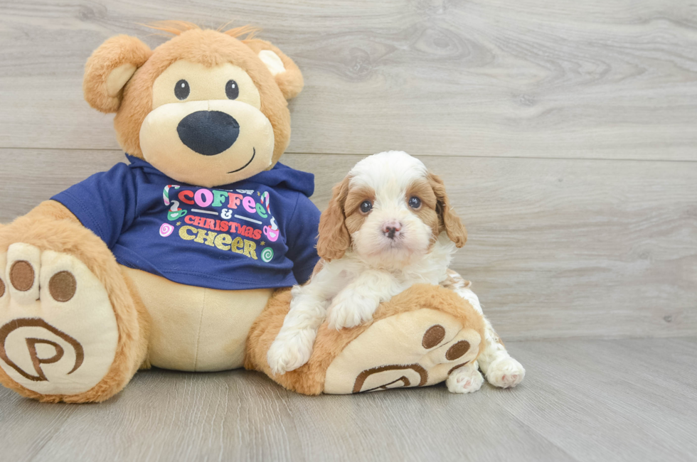 5 week old Cavapoo Puppy For Sale - Simply Southern Pups