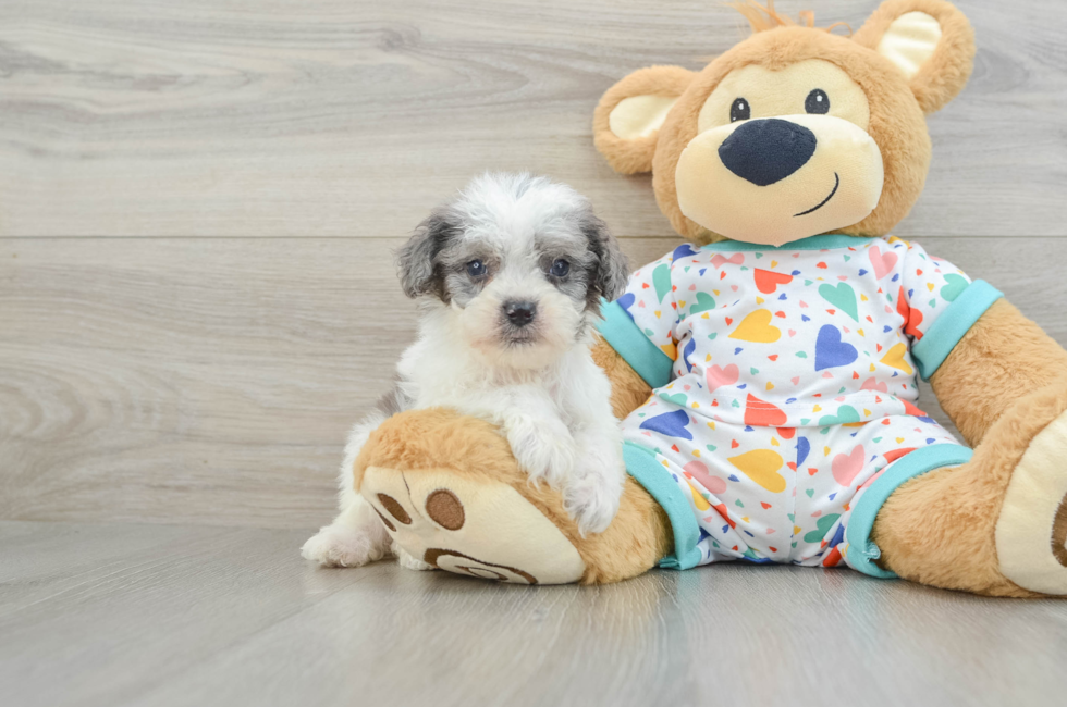 8 week old Cavapoo Puppy For Sale - Simply Southern Pups